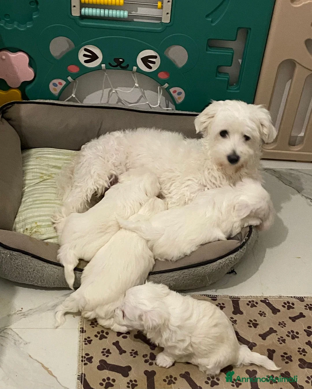 Maltese cani in vendita: Cuccioli di maltese - Annuncio 9