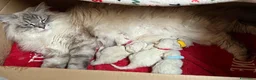 Siberiano gatti in vendita: Siberiani Neva Masquerade Ipoallergenici a Provincia di Rimini - Annuncio 2