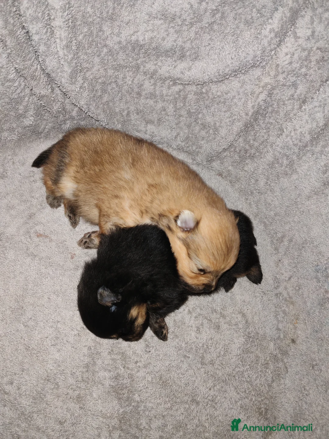 Volpino Pomerania cani in vendita: Cuccioli volpino di Pomerania a Città Metropolitana di Torino - Annuncio 2