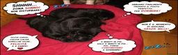 Labrador cani in vendita: Cuccioli neri di Labrador Retriever - Annuncio 8