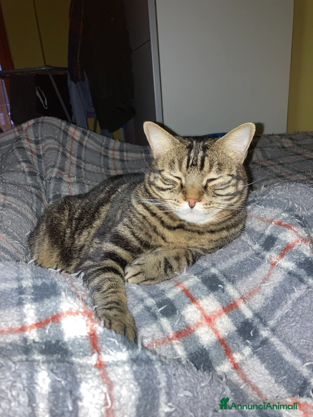 Europeo gatti in regalo: Gatto maschio adulto (sterilizzato) - Annuncio 11