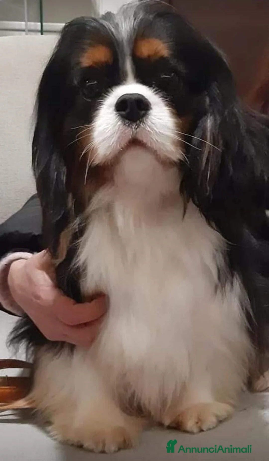 Immagine della galleria {{count}}