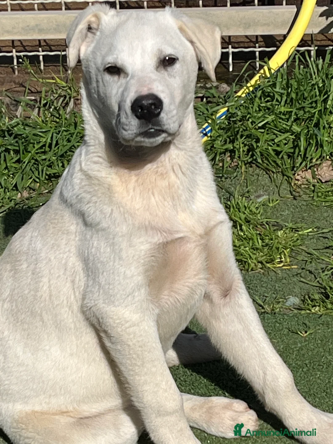 Meticcio cani in regalo: Cucciolo simpaticissimo  a Città metropolitana di Roma Capitale - Annuncio 5