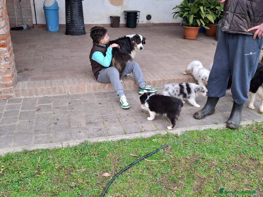 Australian Shepherd cani in vendita: Bellissimo regalo x san valentino - Annuncio 6