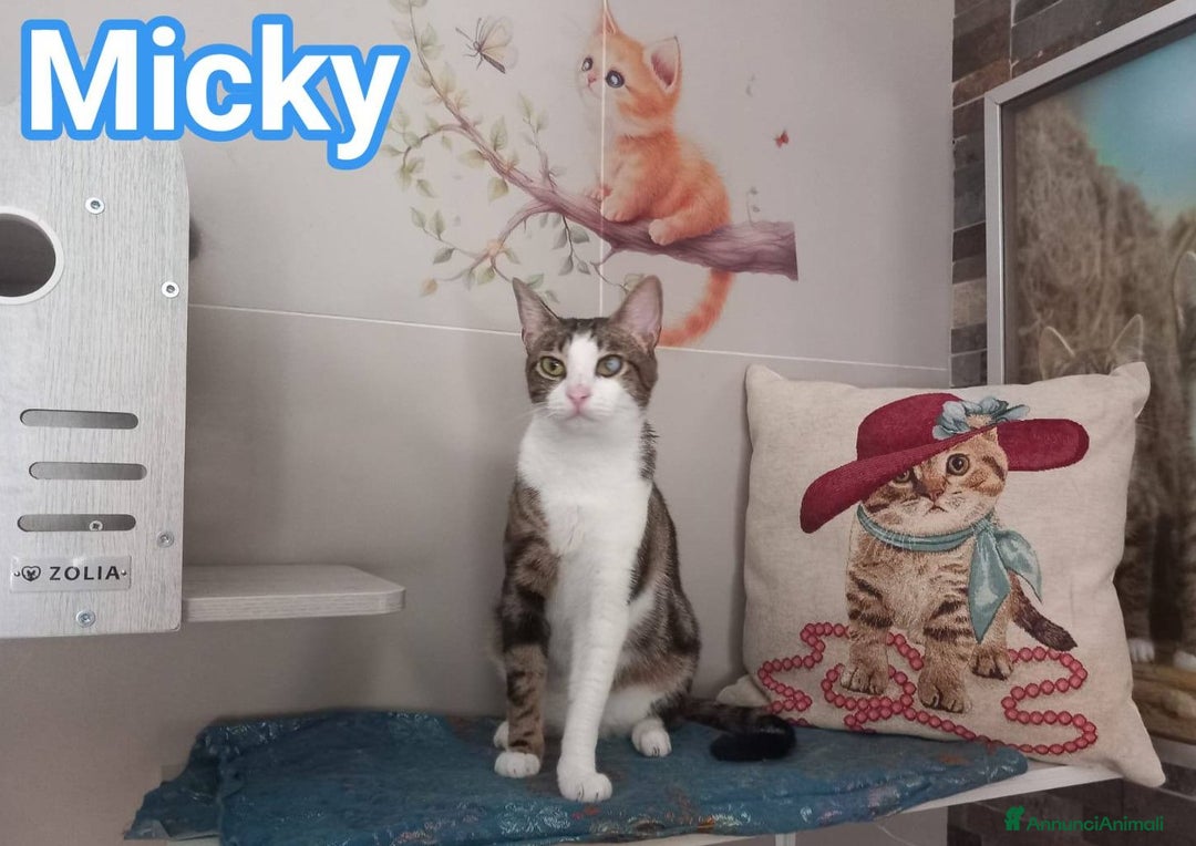 Europeo gatti in regalo: Affettuoso gattino da adottare, MICKY ! - Annuncio 1