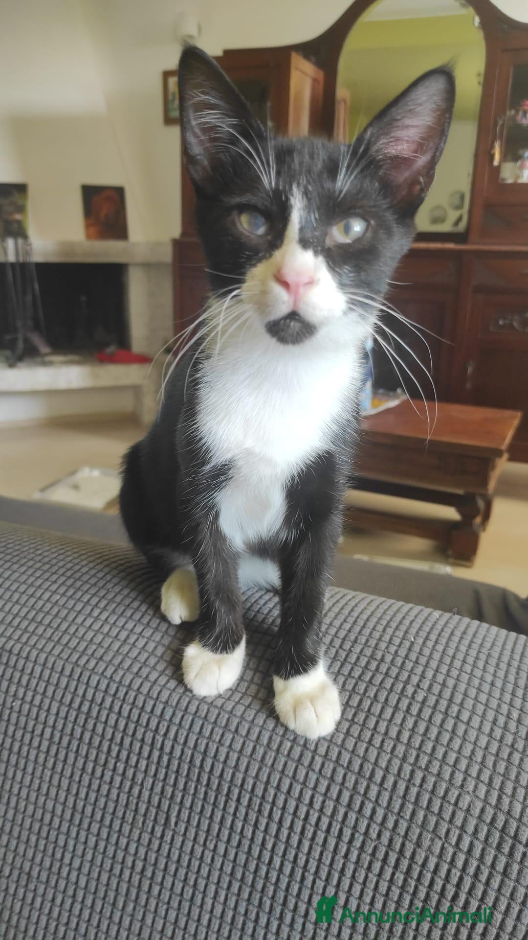 Meticcio gatti Oreo  - Annuncio 18