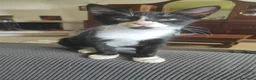 Meticcio gatti in regalo: Oreo  - Annuncio 1