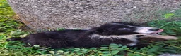 Meticcio cani in regalo: DRUSILLA 🩷 È ANCORA QUI. MA PERCHÉ? 🙏🏻 a Provincia di Macerata - Annuncio 7