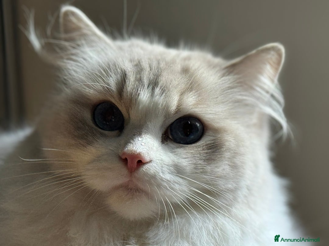 Ragdoll gatti in vendita: Cucciole Ragdoll Blue Bicolor  a Città metropolitana di Milano - Immagine 8