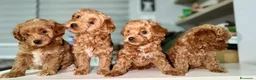 Maltipoo cani in vendita: Cuccioli di Maltipoo F1B a Città metropolitana di Milano - Annuncio 26
