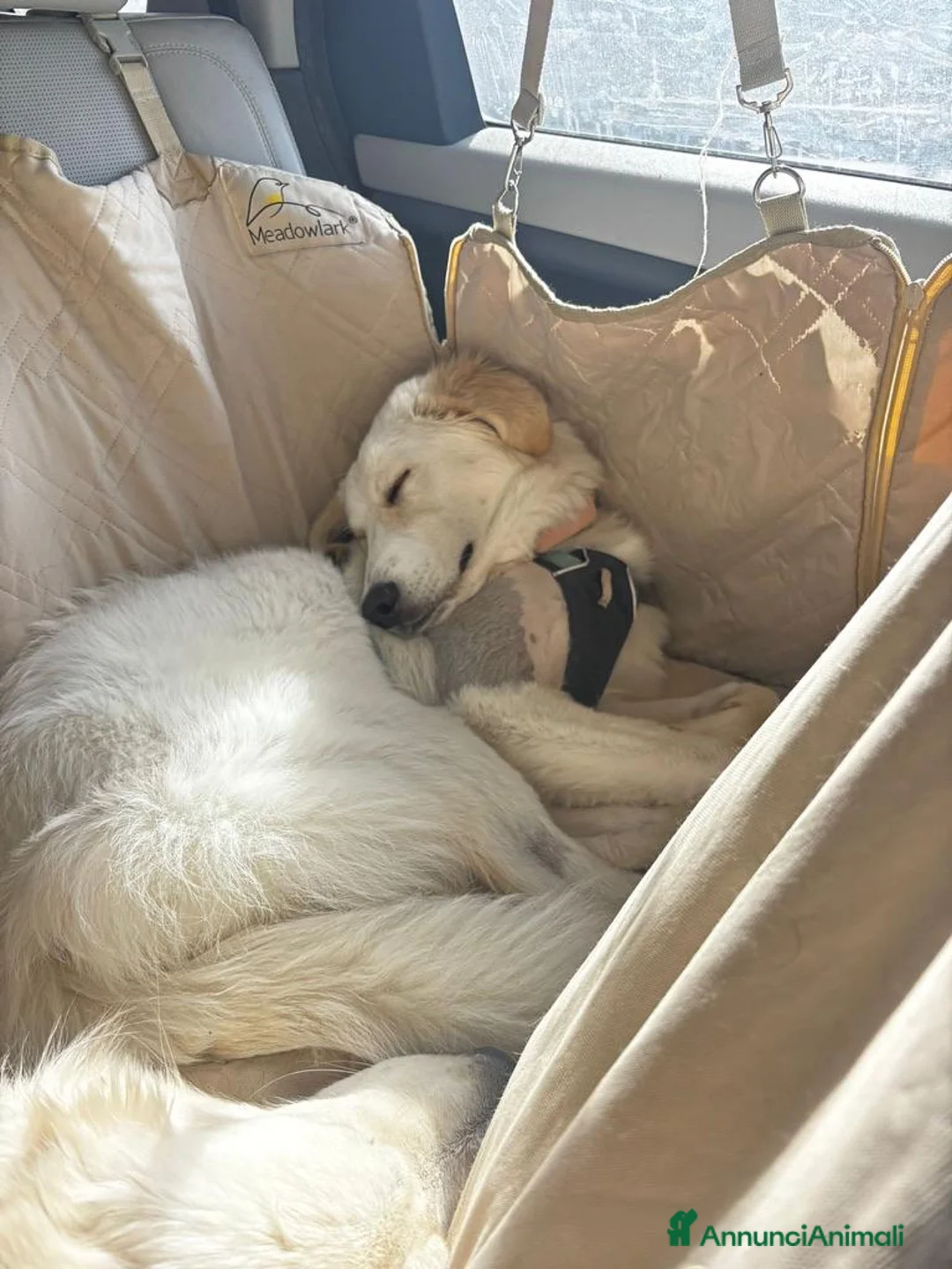 Meticcio cani in regalo: Paula: cucciolona socievole equilibrata  - Annuncio 10