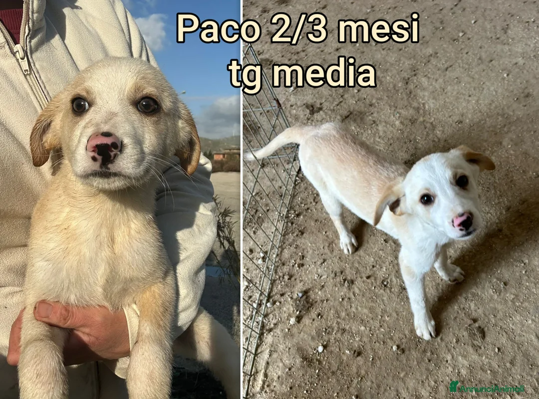 Meticcio cani in regalo: CUCCIOLI ABBANDONATI: EMERGENZA  - Annuncio 9