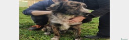 Meticcio cani in regalo: Bellissimo jango a Roma - Annuncio 2