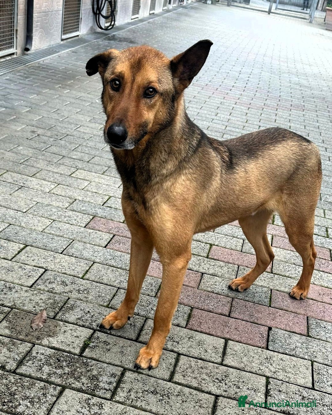 Affenpinscher cani in regalo: ULISSE LUPETTO - Annuncio 6