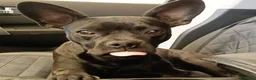 Bulldog Francese cani in regalo: MYA incrocio bouledogue francese chihuahua  - Annuncio 2