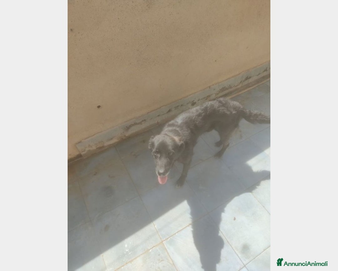 Meticcio cani in regalo: 5anni,kg12,neroVIVEVA SUL TETTO!!SICILIA URGE CASA a Milano - Annuncio 5
