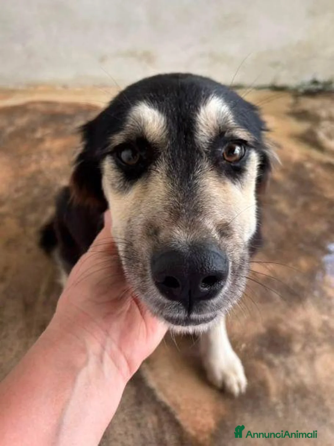 Meticcio cani in regalo: AGNESE cucciola in cerca d'amore a Città Metropolitana di Torino - Annuncio 2