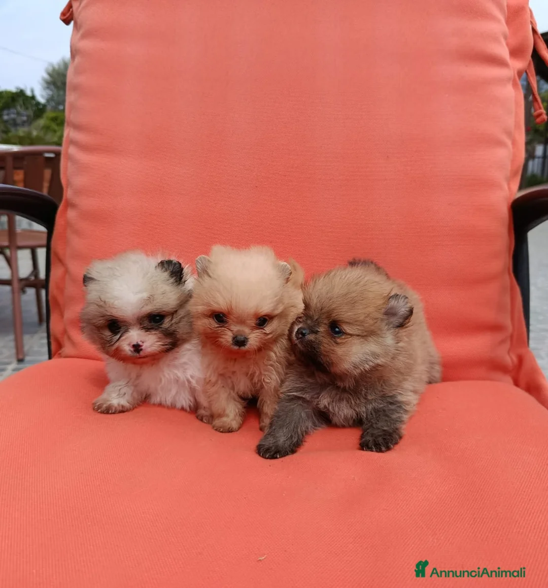 Spitz cani in vendita: spitz tedesco nano a Città metropolitana di Milano - Annuncio 2