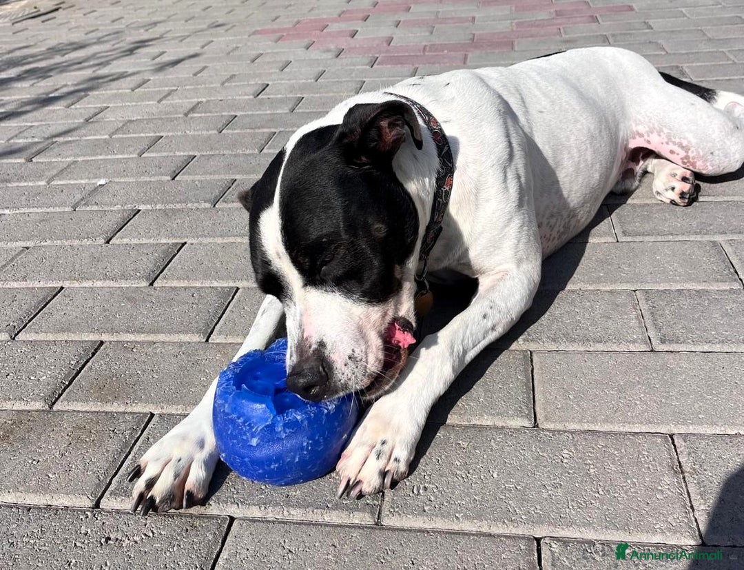 Meticcio cani in regalo: BLACK GENTILCANE - Annuncio 5