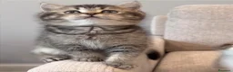 British gatti in vendita: Splendidi cuccioli di british shorthair  - Annuncio 4