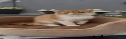 Exotic Shorthair gatti in vendita: Gatti Persiani e Exotic tutta Italia  a Città Metropolitana di Genova - Annuncio 3