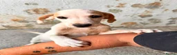 Meticcio cani in regalo: Biba. - Annuncio 1