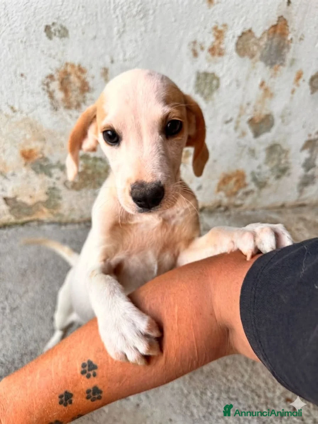 Meticcio cani in regalo: Biba. - Annuncio 1