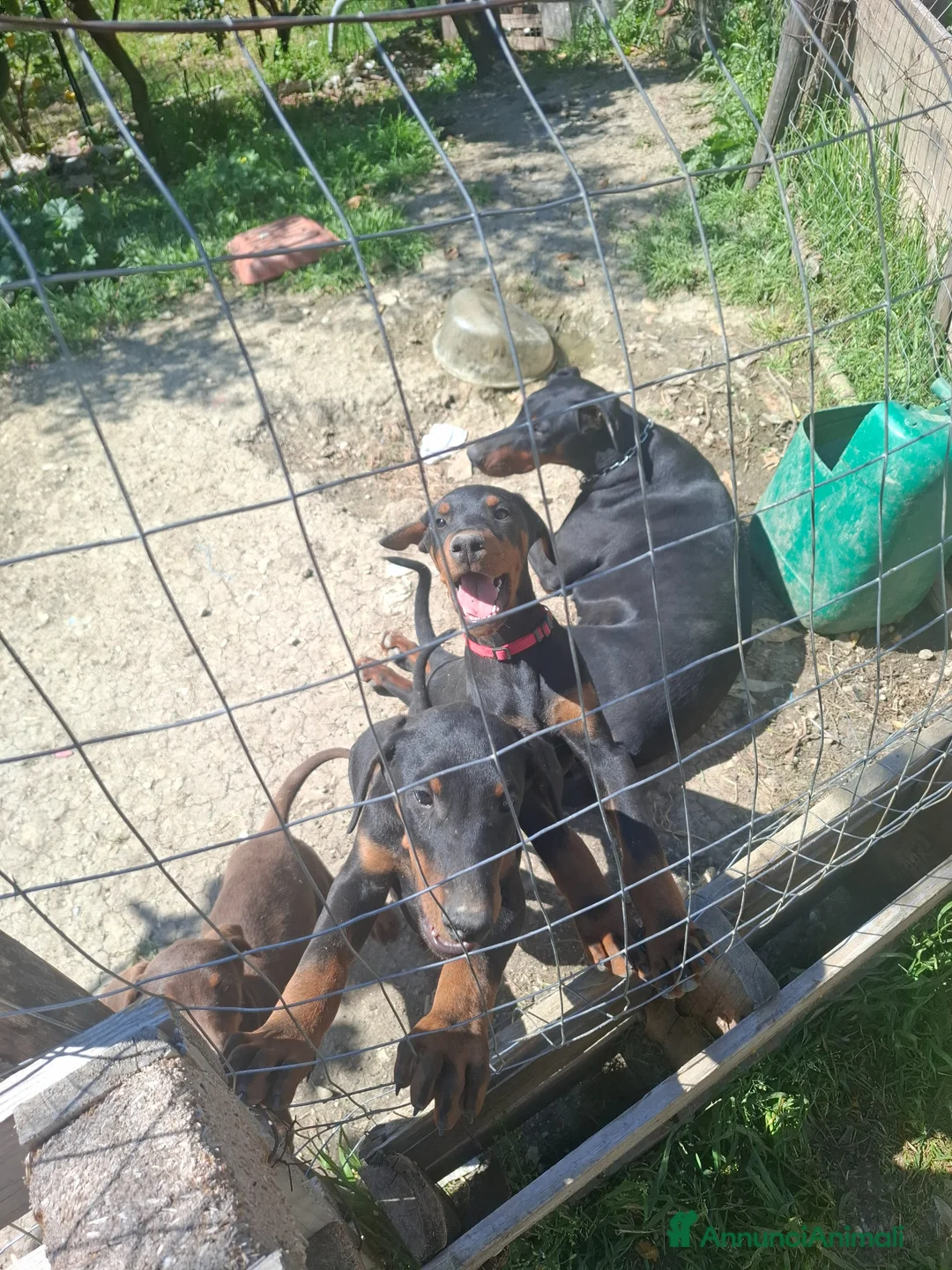 Dobermann cani in vendita: DOBERMANN cuccioli - Annuncio 4