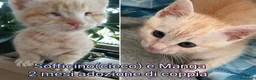 Europeo gatti in regalo: GATTINI ABBANDONATI: EMERGENZA! - Annuncio 3