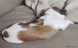 Shih Tzu cani in vendita: Cuccioli di shitzu a Provincia di Cuneo - Immagine 11