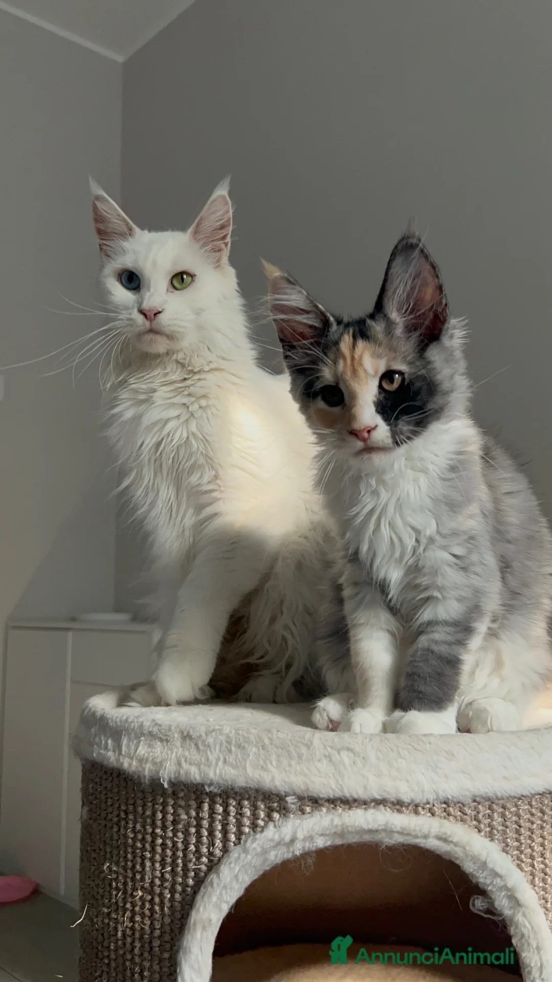 Maine Coon gatti in vendita: Maine coon con pedigree  - Annuncio 2