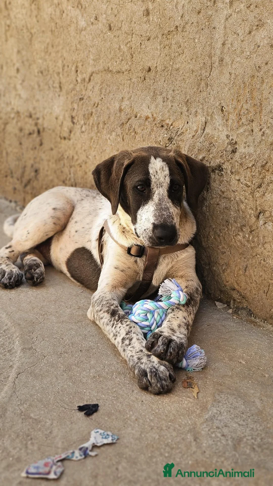 Meticcio cani in regalo: NOAH  - Annuncio 2