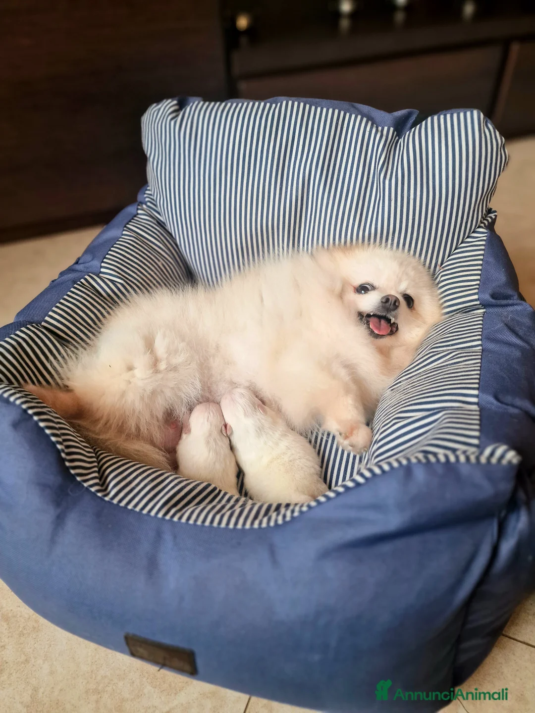 Spitz cani in vendita: Spitz di Pomerania  / Spitz tedesco NANO  - Annuncio 2