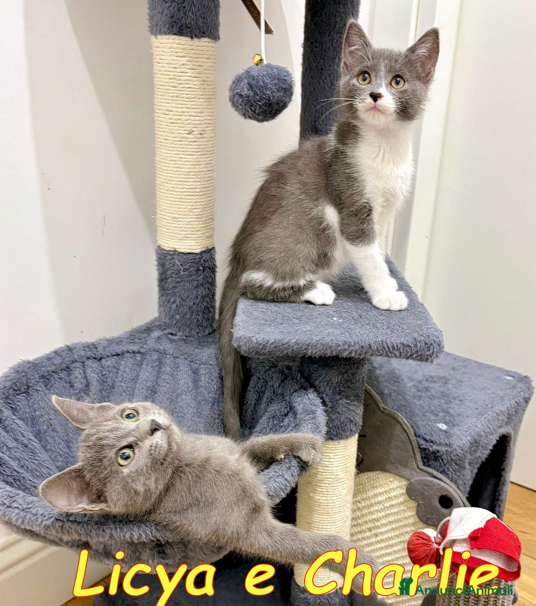 Certosino gatti in regalo: Licya   e Charlie  gattini dolcissimi - Annuncio 4