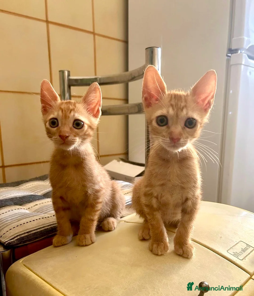 Europeo gatti in regalo: Gattini 2 mesi maschi - Annuncio 1