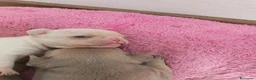 Bulldog Francese cani in vendita: Bulldog francese - Annuncio 7