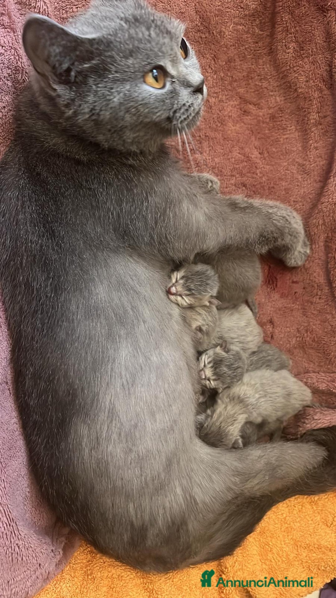 Scottish gatti in vendita: cuccioli SOTTISH FOLD - Annuncio 11