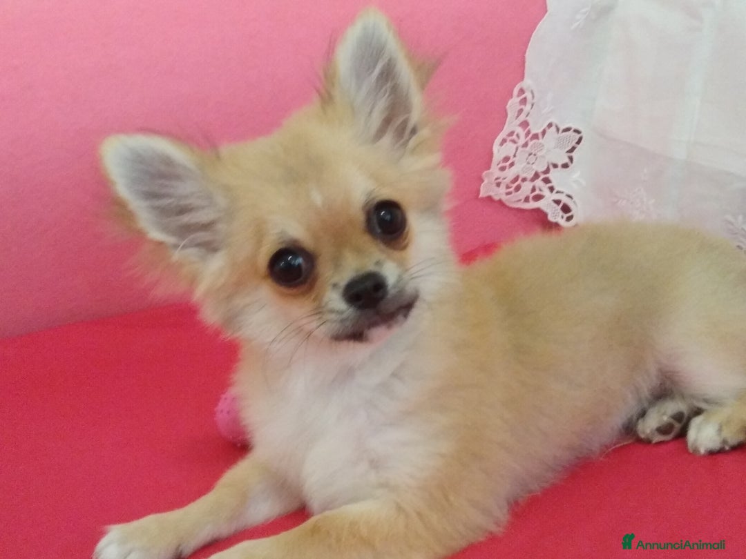 Chihuahua cani in vendita: Maschio e femmina chihuahua con Pedegree Enci  - Annuncio 10