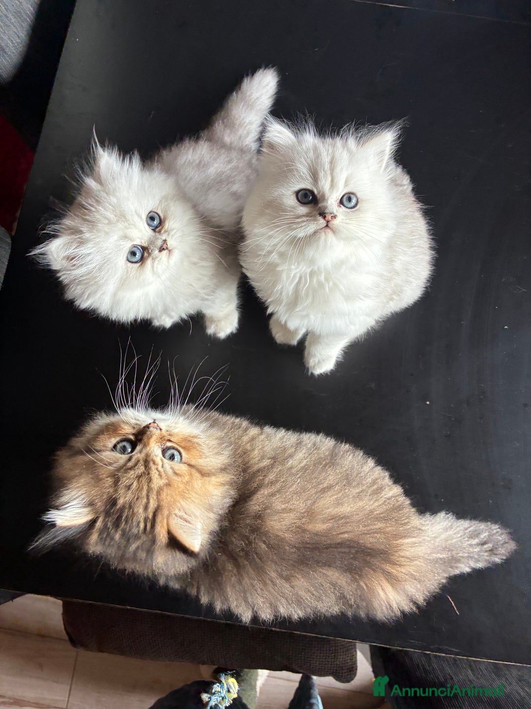 Persiano gatti in vendita: Persiano chincilla  - Annuncio 5