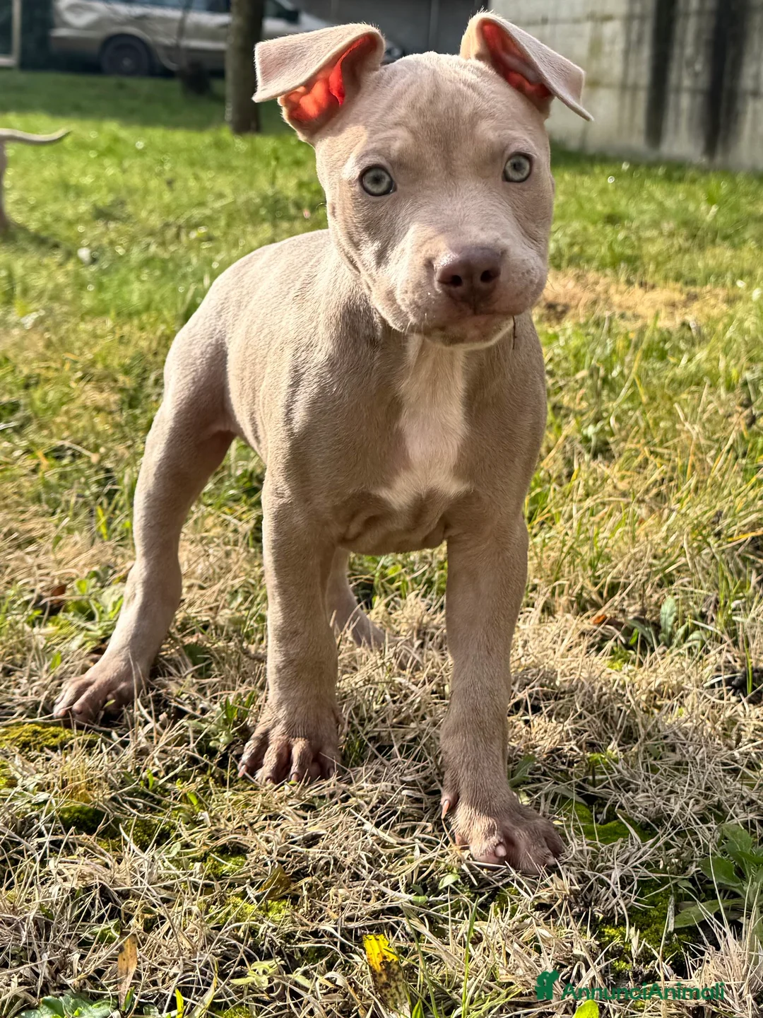 Pitbull cani in vendita: American Pitbull Terrier - Annuncio 10