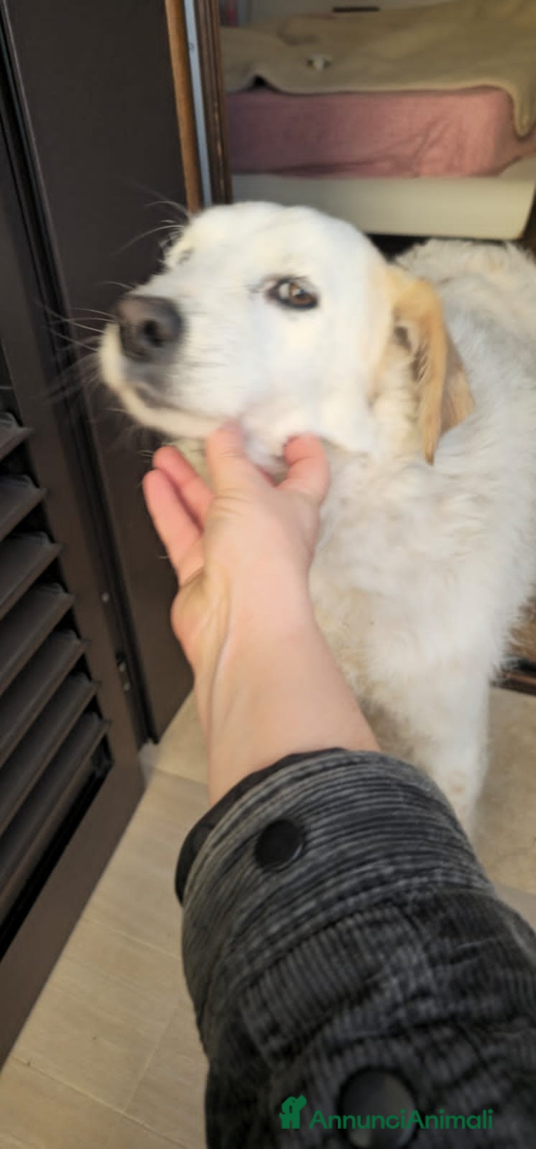 Altre razze cani in regalo: MINA  - Annuncio 3