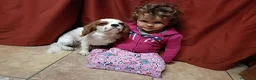 Cavalier King cani in vendita: Cuccioli di Cavalier King con pedigree - Annuncio 3