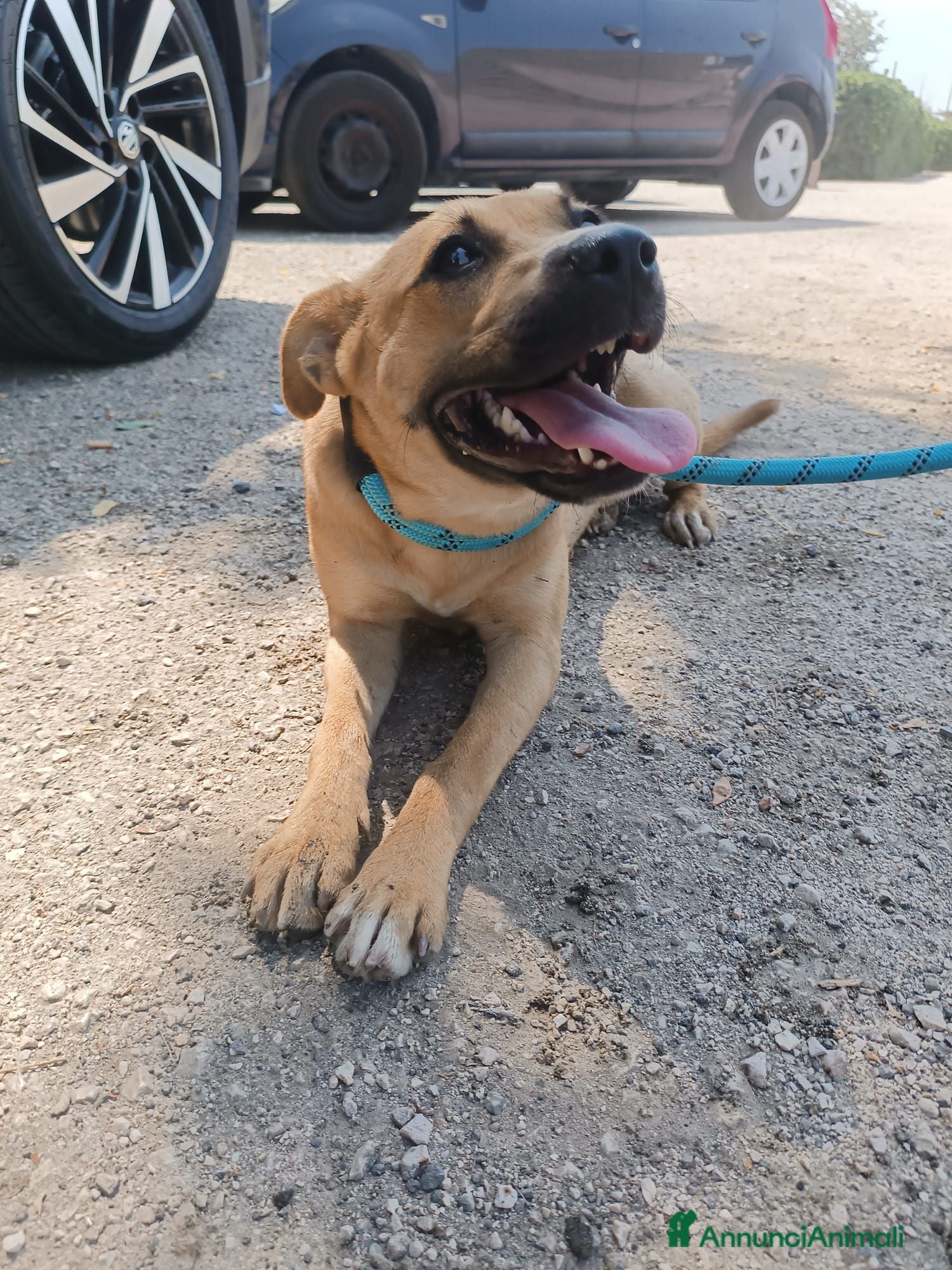 Meticcio cani Andreina: dolce e socievole con tutti  - Annuncio 1