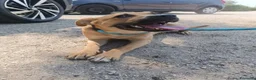 Meticcio cani in regalo: Andreina: dolce e socievole con tutti  - Annuncio 1