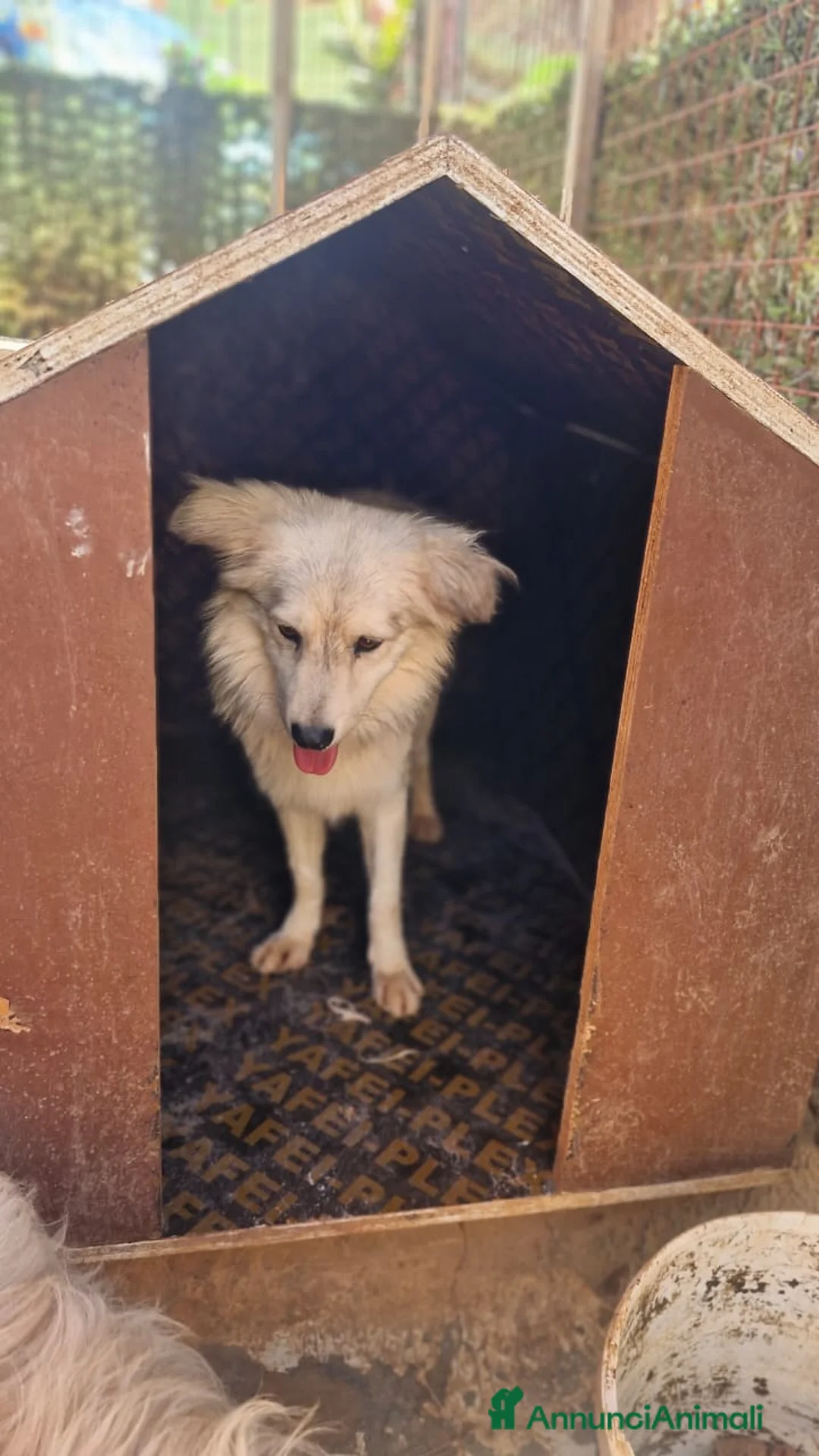 Meticcio cani in regalo: yorgo, un tenero pelosetto - Annuncio 4