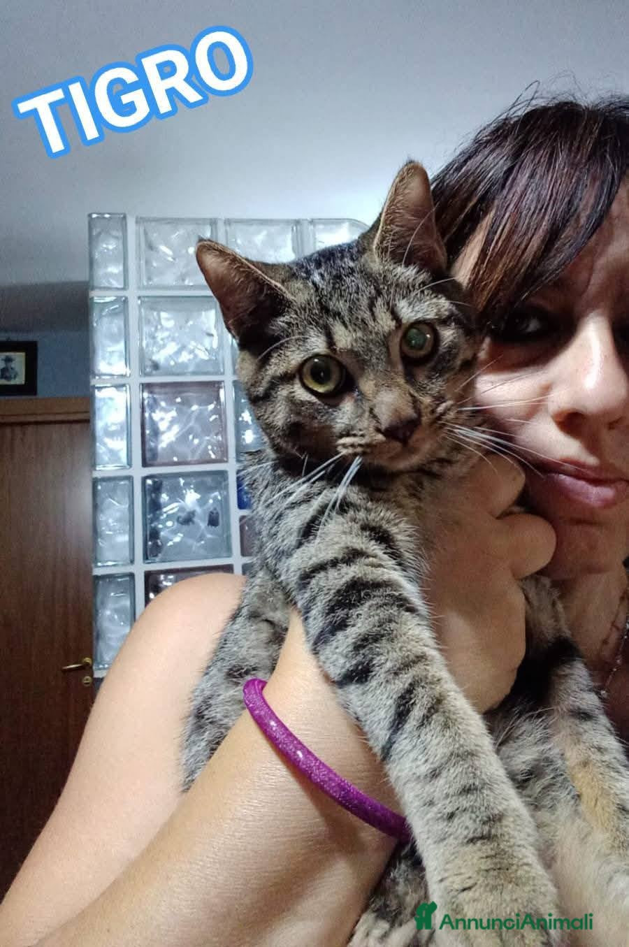 Europeo gatti TIGRO, dolce gattino in adozione! - Annuncio 10