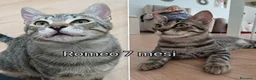 Altre razze gatti in regalo: GATTINI BISOGNOSI IN CERCA D'AMORE  a Città Metropolitana di Bologna - Annuncio 11
