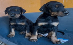 Dobermann cani in vendita: cuccioli dobermann selezionati  a Provincia di Avellino - Immagine 5