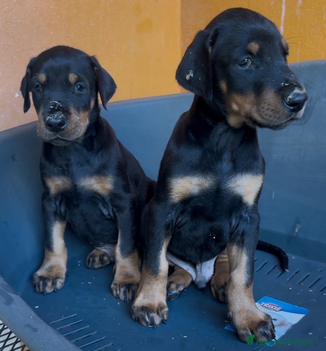 Dobermann cani in vendita: cuccioli dobermann selezionati  a Provincia di Avellino - Immagine 5