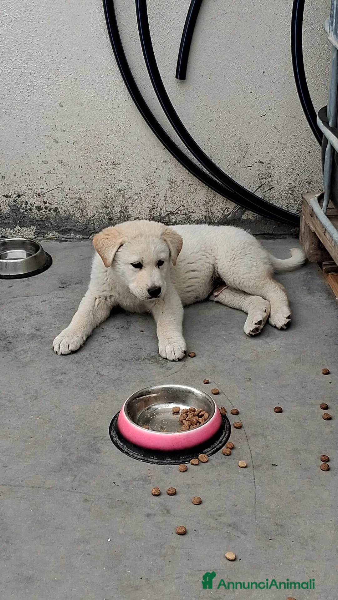 Meticcio cani in regalo:  Kiro a Provincia di Crotone - Annuncio 2